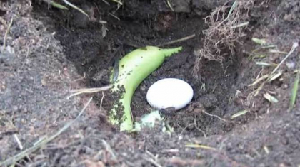A facut o groapa, a pus in ea un ou si o banana, apoi a acoperit-o. Vei incerca si tu dupa ce vezi de ce A facut o groapa, a pus in ea un ou si o banana, apoi a acoperit-o. Vei incerca si tu dupa ce vezi de ce