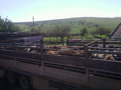 Un fermier din Causeni - jecmanit de o ruda. Un tanar de 22 de ani i-ar fi furat 28 de vite pe care le-a incarcat in camion si le-a dus la abator: ar fi luat pe ele 140 de mii de lei si a fugit