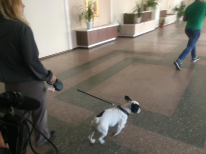 Un elev de la un liceu din capitala, muscat de un caine pe teritoriul institutiei: cainele - izolat in veceul liceului. Cum arata patrupedul - GALERIE FOTO Un elev de la un liceu din capitala, muscat de un caine pe teritoriul institutiei: cainele - izolat in veceul liceului. Cum arata patrupedul - GALERIE FOTO