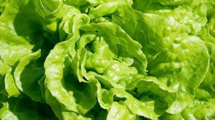 De ce salata verde ne face mult mai mult rau decat carnea? De ce salata verde ne face mult mai mult rau decat carnea?