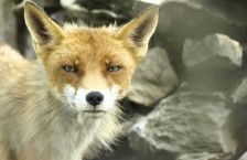 Doua cazuri de rabie, confirmate in Republica Moldova: infectia a fost depistata la o vulpe si o pisica. Se transmite si la oameni. Semnele infectarii
