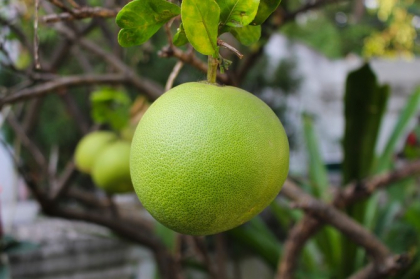 Dieta miraculoasa de 12 zile cu pomelo! Slabesti usor si garantat Dieta miraculoasa de 12 zile cu pomelo! Slabesti usor si garantat