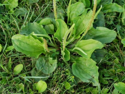 Planta pe care cu siguranta o ai in gradina, dar nu stii ca vindeca intreg corpul! Planta pe care cu siguranta o ai in gradina, dar nu stii ca vindeca intreg corpul!