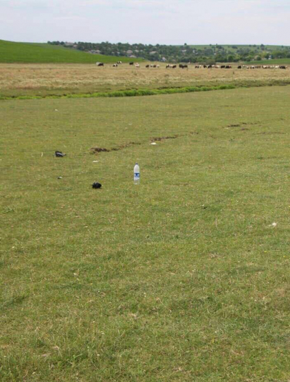 Tragedie pe un imas din Drochia. Doi soti si-au gasit sfarsitul dupa ce au fost ucisi de un bou Tragedie pe un imas din Drochia. Doi soti si-au gasit sfarsitul dupa ce au fost ucisi de un bou
