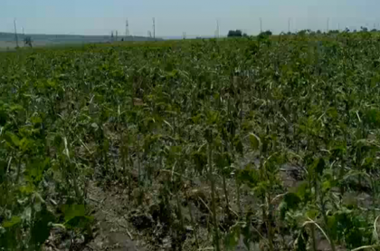 Imagini din satul Gotesti, raionul Cantemir, acolo unde ploaia cu grindina a facut prapad. "Au distrus hectare intregi de culturi agricole" Imagini din satul Gotesti, raionul Cantemir, acolo unde ploaia cu grindina a facut prapad. "Au distrus hectare intregi de culturi agricole"