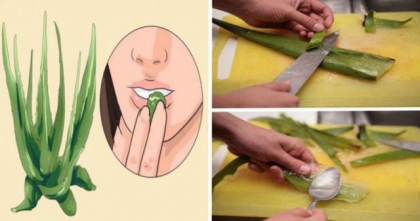 Planta miraculoasa care trateaza cancerul! Eefectele sunt uimitoare, spun fitoterapeutii Planta miraculoasa care trateaza cancerul! Eefectele sunt uimitoare, spun fitoterapeutii