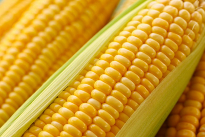 Adevarul nestiut despre porumbul fiert! Ce au descoperit nutritionistii