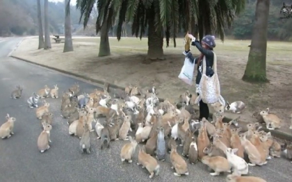 In Japonia exista "Insula Iepurilor". Imagini desprinse parca dintr-un film fantastic. VIDEO