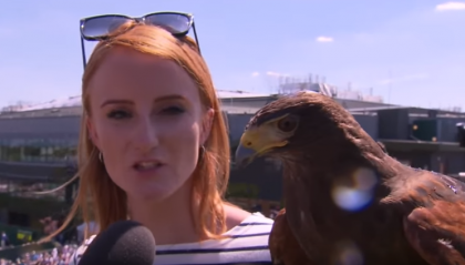 Un soim, in centrul atentiei la Wimbledon. Rufus vegheaza de 10 ani arenele sportive pentru a alunga porumbeii si alte pasari - VIDEO
Un soim, in centrul atentiei la Wimbledon. Rufus vegheaza de 10 ani arenele sportive pentru a alunga porumbeii si alte pasari - VIDEO