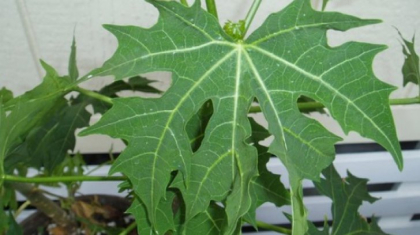 Darul zeilor: Planta care vindeca peste 100 de boli
