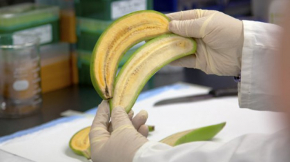 Descoperire uluitoare a cercetatorilor! Aceste banane ar putea salva vietile a sute de mii de copii Descoperire uluitoare a cercetatorilor! Aceste banane ar putea salva vietile a sute de mii de copii
