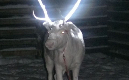 Renii din Finlanda, dotati cu coarne reflectorizante. Autoritatile cred ca astfel vor fi protejati de masini Renii din Finlanda, dotati cu coarne reflectorizante. Autoritatile cred ca astfel vor fi protejati de masini