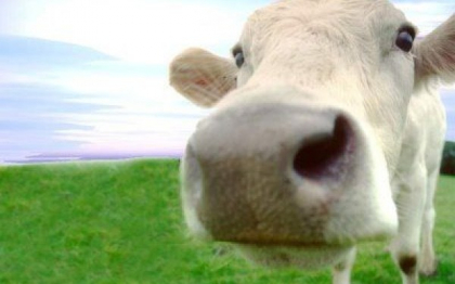 Vaca cu cinci picioare face turul Indiei. Cum arata animalul pe care multi localnici il considera sfant