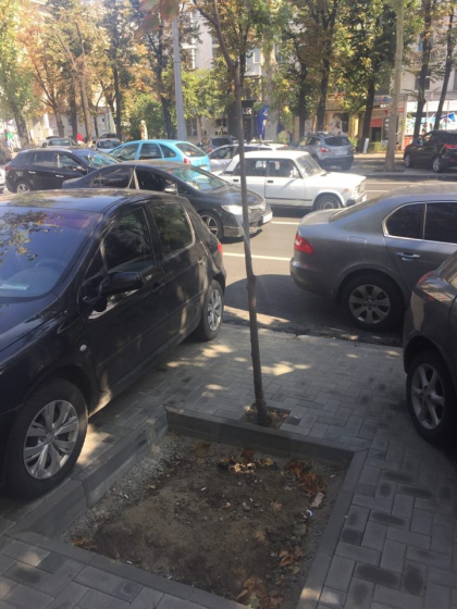 Puietul care "n-a incaput" in spatiul destinat arborilor. Muncitorii care repara bd. Stefan cel Mare au facut o gafa monumentala  - GALERIE FOTO