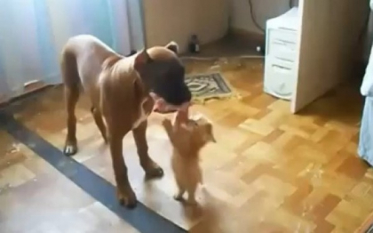 O pisicuta pofticioasa se "bate" cu un caine urias pentru mancare. VIDEO O pisicuta pofticioasa se "bate" cu un caine urias pentru mancare. VIDEO