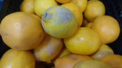 A mucegait un fruct. Taiem partea bolnava si consumam rapid restul. Cat de sigur este acest obicei