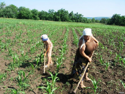 Agricultorii au primit doar 5% din valoarea subventiilor - Mold-street.com Agricultorii au primit doar 5% din valoarea subventiilor - Mold-street.com