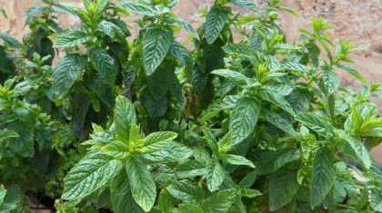 Ce se intampla in corpul nostru cand consumam menta. Este aur pentru organism Ce se intampla in corpul nostru cand consumam menta. Este aur pentru organism