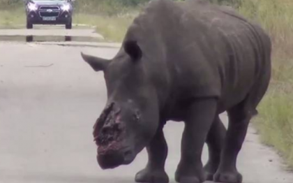 Un rinocer alb a hoinarit cateva zile cu rani grave si un glont in creier intr-un parc din Africa de Sud