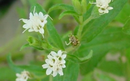 E de 300 de ori mai dulce, dar nu are calorii. Planta ce poate elimina riscul obezitatii sau al diabetului E de 300 de ori mai dulce, dar nu are calorii. Planta ce poate elimina riscul obezitatii sau al diabetului