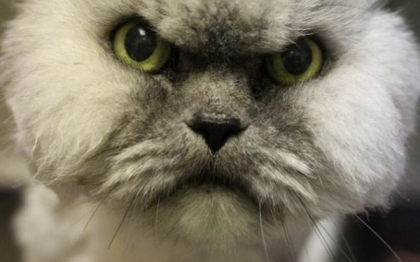 "Angry Cat" a fost in sfarsit adoptata. Prima reactie cand a ajuns in apropiere de alte pisici