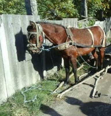 Un barbat de 35 de ani din Ciniseuti, Rezina, s-a stins dupa ce a cazut din caruta: a fost tarat de cal 1 kilometru Un barbat de 35 de ani din Ciniseuti, Rezina, s-a stins dupa ce a cazut din caruta: a fost tarat de cal 1 kilometru