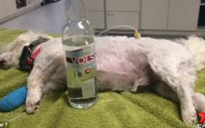 Un caine din Australia a fost imbatat de veterinar, pentru a i se salva viata. "Se vaita exact ca un betiv"