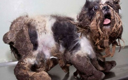 De la maidanez, la caine cu pedigree. Transformarea incredibila a unui caine abandonat pe strazile din Montreal De la maidanez, la caine cu pedigree. Transformarea incredibila a unui caine abandonat pe strazile din Montreal