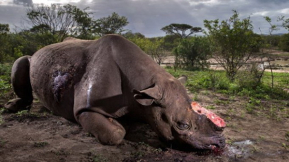 Fotografie socanta, cu un rinocer macelarit in Africa, premiata la concursul Wildlife Photographer of the Year Fotografie socanta, cu un rinocer macelarit in Africa, premiata la concursul Wildlife Photographer of the Year