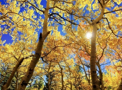 Cat de cald va fi astazi si cum va fi vremea in urmatoarele zile. Prognoza meteo - FOTO