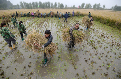 China a inventat orezul de apa sarata care ar putea hrani 200 de milioane de oameni - FOTO China a inventat orezul de apa sarata care ar putea hrani 200 de milioane de oameni - FOTO