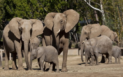 Gest emotionant al unui elefant pentru un nou-nascut pe care era sa-l omoare din greseala Gest emotionant al unui elefant pentru un nou-nascut pe care era sa-l omoare din greseala