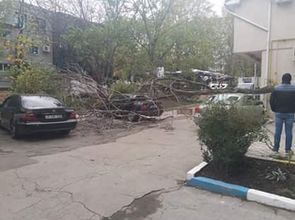 Codul portocaliu de vant puternic se simte din plin. Doi soferi si-au lasat masinile parcate in curtea blocului, iar un copac a cazut peste ele - FOTO