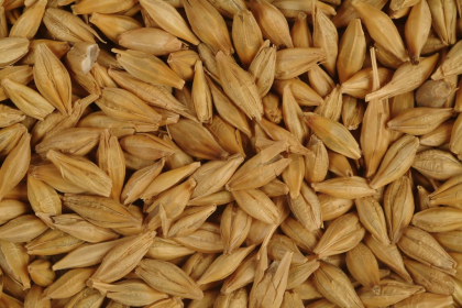Cel mai bogat izvor de colagen! Aceasta cereala intinereste organismul feminin cu 10 ani