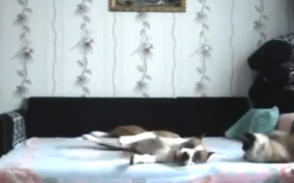 "Cainele n-are voie in pat". Stapanii au montat o camera de supraveghere pentru a filma ce se intampla cand nu sunt acasa "Cainele n-are voie in pat". Stapanii au montat o camera de supraveghere pentru a filma ce se intampla cand nu sunt acasa
