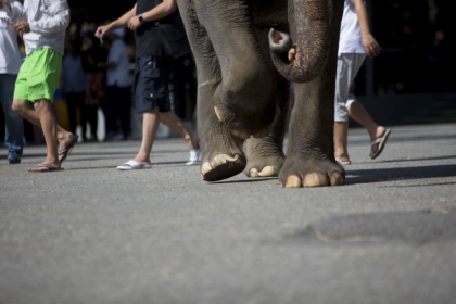 Un elefant faimos si-a ucis posesorul, dupa ce acesta il eliberase din lanturi