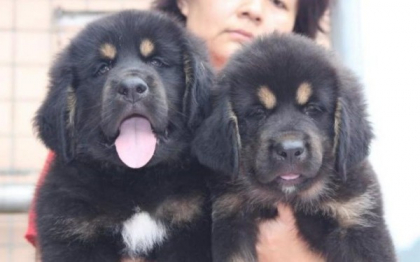 Un caine din rasa mastiff tibetan, vandut cu aproape 1,4 milioane de euro, in China Un caine din rasa mastiff tibetan, vandut cu aproape 1,4 milioane de euro, in China