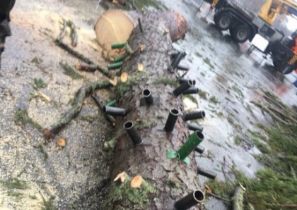 Este bradul, nu-i bradul. Pomul adus din Muntii Carpati si instalat in aceasta dimineata in PMAN a fost scos - FOTO