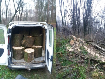 Un barbat din Gratiesti, retinut in timp ce taia un copac din parcul de pe strada Dimo din capitala. Lemnul era deja incarcat in masina - FOTO