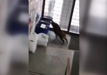 Momente amuzante, dar si de panica in acelasi timp intr-o scoala din Japonia. Doi mistreti au aparut de nicaieri si au provocat haos in institutie - VIDEO Momente amuzante, dar si de panica in acelasi timp intr-o scoala din Japonia. Doi mistreti au aparut de nicaieri si au provocat haos in institutie - VIDEO