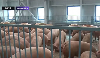 Porci blocati in vama Albita de doua zile din cauza unui act: urmau sa ajunga din Romania in Republica Moldova. Motivul pentru care acum porcii nu pot fi transportati nici la noi si nici peste Prut