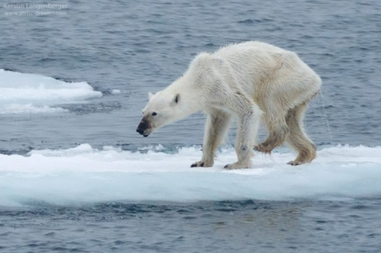 Falsurile din spatele fotografiei virale cu ursul polar care ar fi murit de foame - VIDEO