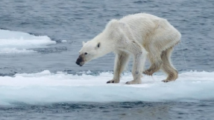 Falsurile din spatele fotografiei virale cu ursul polar care ar fi murit de foame: "Animalul e bolnav si nu mai poate manca, ar putea avea o forma extrem de agresiva de cancer" - VIDEO Falsurile din spatele fotografiei virale cu ursul polar care ar fi murit de foame: "Animalul e bolnav si nu mai poate manca, ar putea avea o forma extrem de agresiva de cancer" - VIDEO
