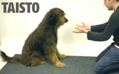 VIDEO. Reactia neasteptata a unui caine la trucul de magie cu "mancarea care dispare" VIDEO. Reactia neasteptata a unui caine la trucul de magie cu "mancarea care dispare"