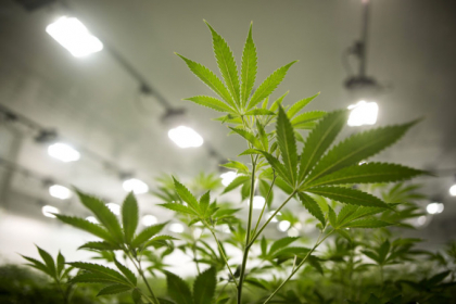 Consumul recreational de marijuana, legal de la 1 ianuarie in California Consumul recreational de marijuana, legal de la 1 ianuarie in California
