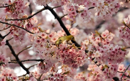 Sezonul ciresilor infloriti s-a deschis oficial la Tokyo. Ce simbolizeaza hanami