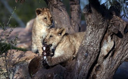 Gradina zoologica, criticata pentru uciderea unei girafe sanatoase, a eutanasiat patru lei. Explicatia administratiei