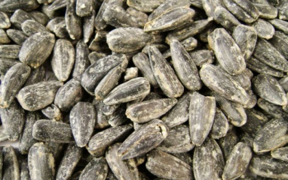 Semintele prajite, contraindicate: Ce spun medicii Semintele prajite, contraindicate: Ce spun medicii