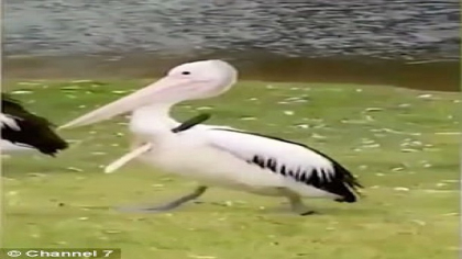 Inregistrare video socanta in Australia. Un pelican se plimba cu un cutit in aripa