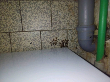 Gandaci in spital? O femeie a publicat poze in care se vad insectele. Asta s-ar intampla in sectia Chirurgie Nou-Nascuti la Institutul Mamei si Copilului - FOTO